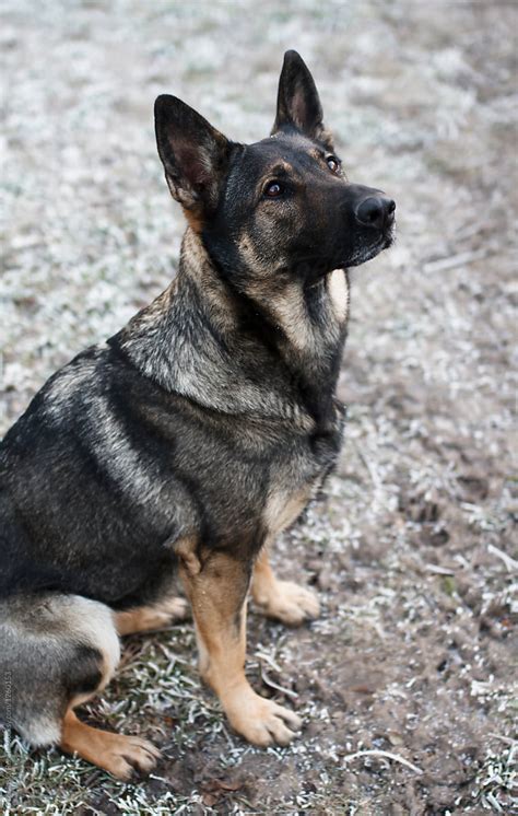 Sable German Shepherd