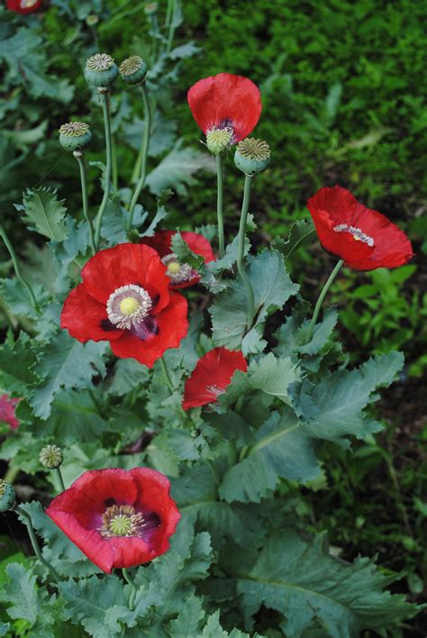 Poppy Flower Seeds Poppy Pods My Flower Flower Garden Flanders