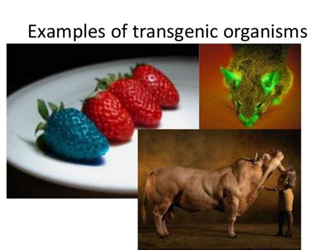 In this way transgenic organisms might be thought. Transgenic and cloned organisms