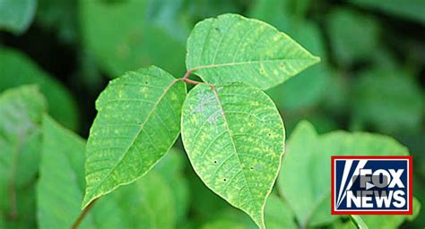 Natural Remedies For Treating Poison Ivy Oak And Sumac Medicine Hunter