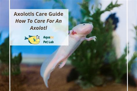 Axolotl Care Guide Axolotl Care Axolotl Axolotl Pet Porn Sex Picture