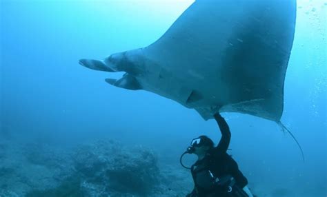 Swim With Manta Rays The Oceans Peaceful Giants The Kid Should See