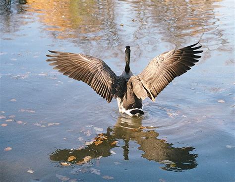 Goose Pond Water Bird Hd Wallpaper Peakpx