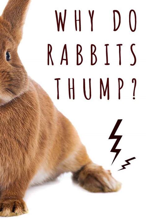 Why Do Rabbits Thump Explaining Common Bunny Behaviors