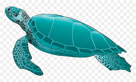 Sea Turtle Clipart Green Sea Turtle Png Transparent Png Vhv