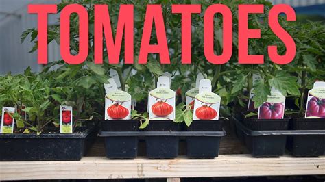 How To Plant Tomatoes In Containers You Can Grow Tomatoes In