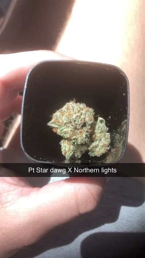 Got Super Excited When I Saw The Stardawg X Northern Lights Nl Is My