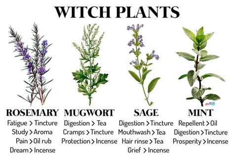 Witch Plants Herbs Recipes Every Witch Should Know In Wicca Herbs Magical Herbs