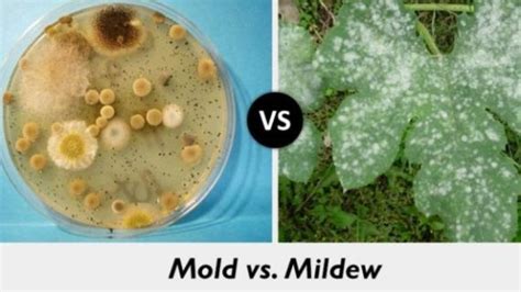Mold Vs Mildew What Is The Main Difference Between Mold And Mildew