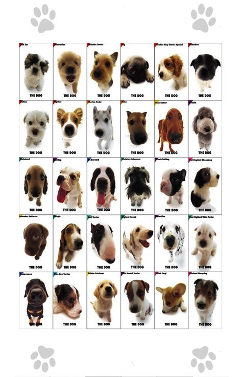 The Dog Different Dog Breeds Infographic Chart 18x28 45cm70cm Poster