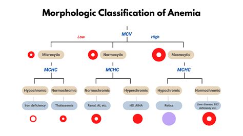 Morphological Classification Of Anemia The Blood Project