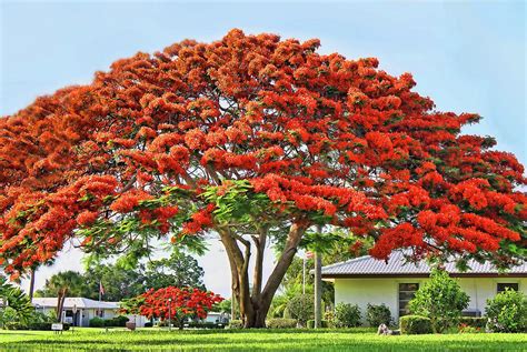 Royal Poinciana Tree Photograph By Hh Photography Of Florida Pixels