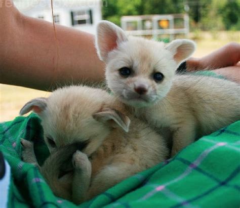 Hand Reared Fennec Foxes Available For Sale Adoption From Auckland