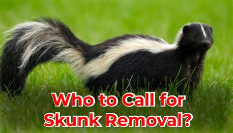 Who To Call For Skunk Removal Elite Pest Control