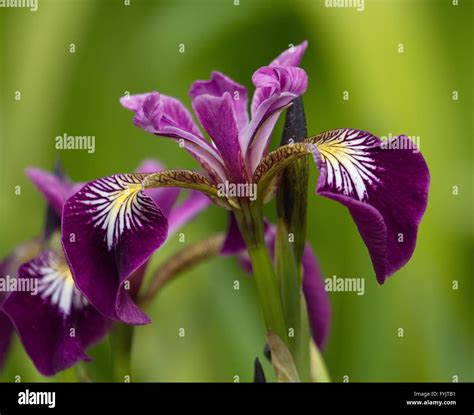 Harlequin Larger Or Northern Blue Flag Iris Versicolor Stock Photo