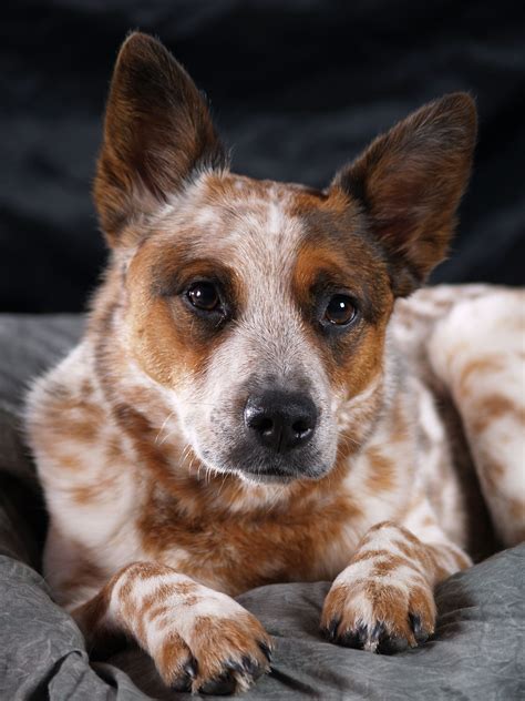 Pin By Shawnna Holcomb On Acd Aussie Cattle Dog Austrailian Cattle