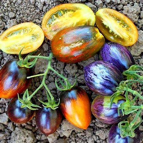 Brads Atomic Grape Organic Tomato Seeds Shipping Is Free For
