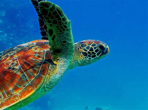 Best Places To See Sea Turtles In Australia Fitzroy Island