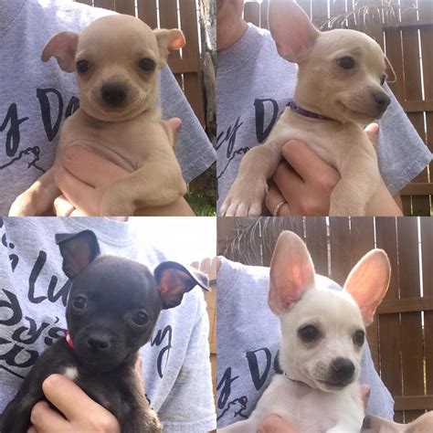 Chihuahua Puppies Available For Adoption