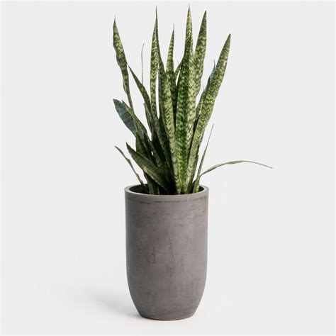Sansevieria In Tall Fiberstone Container Snake Plant Or