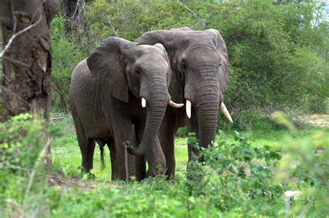 African Forest Elephant Facts Habitat Diet Pictures