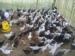 Muka pucat dan tidak bermaya. Cara mengatasi berak kapur pada ayam