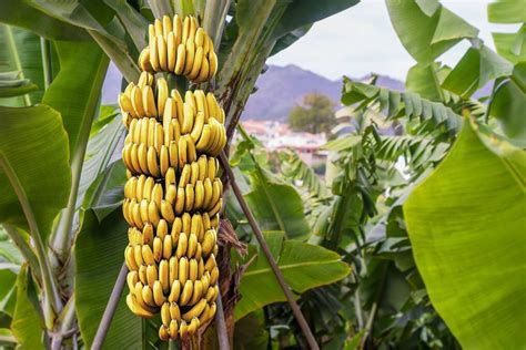Genetically Modified Bananas Australian Breakthrough The Northern