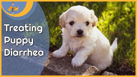 Treating Puppy Diarrhea At Home And When To Worry Youtube