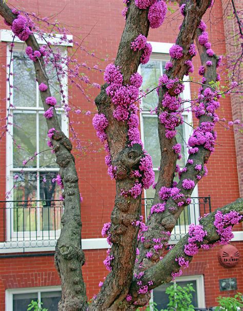 Blooming Eastern Redbud Tree Trunks Photograph By Cora Wandel