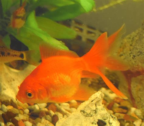 Fantail Goldfish Essential Care And Breeding Guide Memfish Dot Net