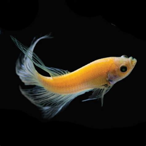 Sunburst Orange Glofish Betta Betta Splendens Male That Fish Place