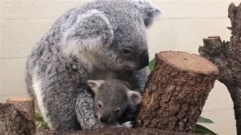 Zoo Names Baby Koala ‘hope Donates To Australia Wkrn News 2