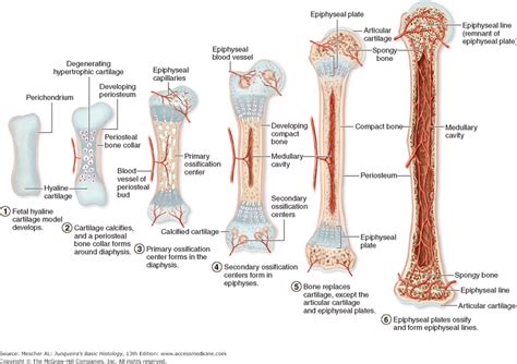 뼈의 발달과 성장bone Development And Growth 네이버 블로그