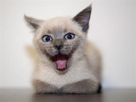 20 Cats With The Most Purrfect Smiles 3milliondogs