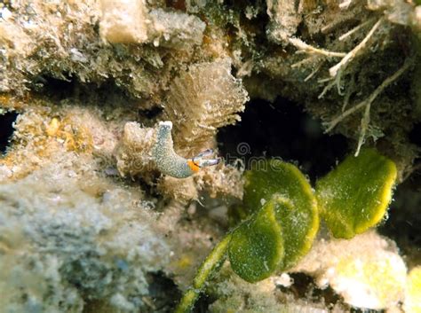 Lettuce Leaf Nudibranch Stock Photos Free And Royalty Free Stock Photos