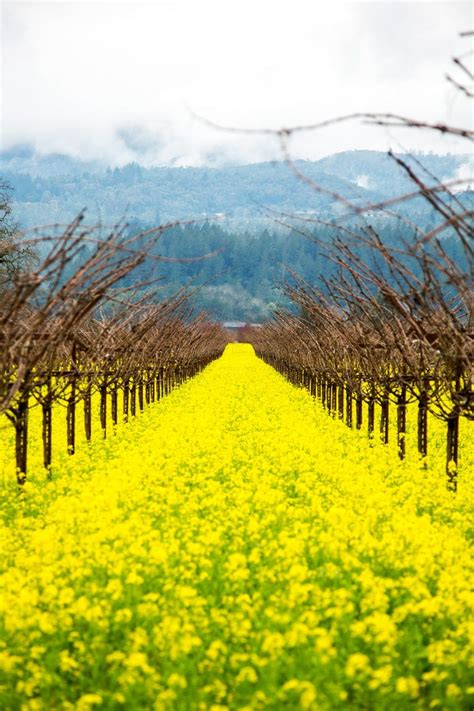 Everything You Need To Know About Visiting The Napa Valley