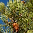 Buy Seeds pinus pinaster maritime pine - Conifers