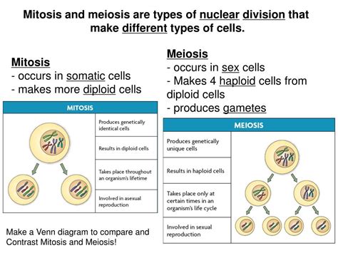 What Type Of Cells Undergoes Meiosis Chapter Meiosis At Saint