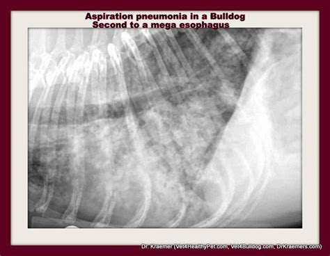 Aspiration Pneumonia In Bulldogs And French Bulldogs