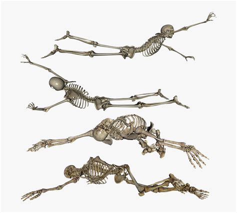 Your down lying skeleton stock images are ready. Skeleton, Laying, Crawling, Dead, Skull, Bones - Skeleton ...