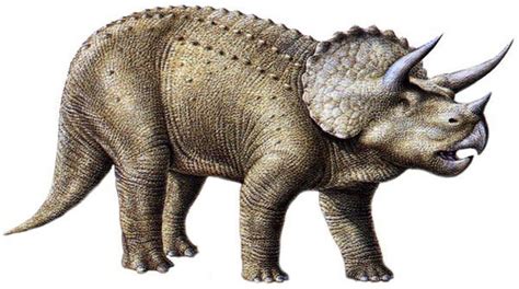 Triceratops Pictures And Facts The Dinosaur Database