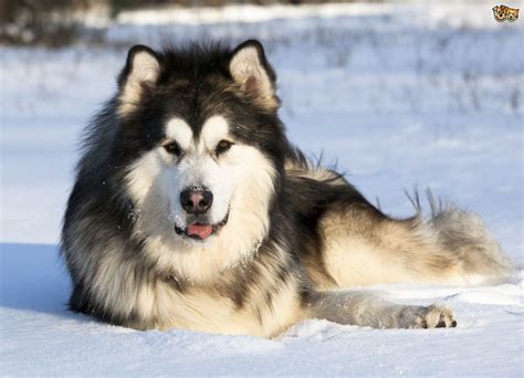 Difference Between Alaskan Malamute Siberian Husky And Alaskan Husky