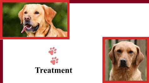 Buy Now National Canine Lymphoma Awareness Day Powerpoint