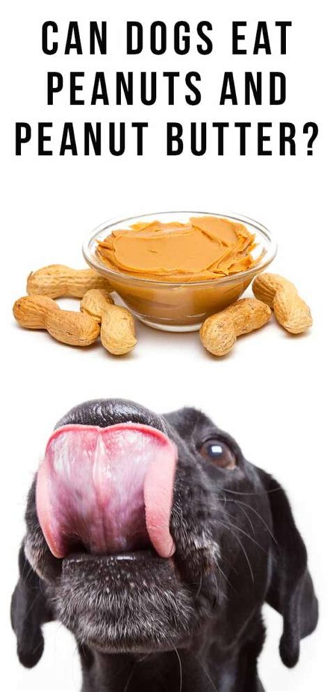 Can Dogs Eat Peanuts Is Peanut Butter Good For Dogs