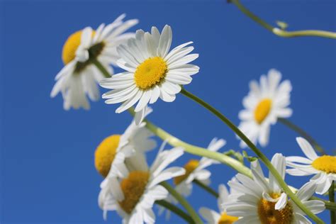 2560x1440 Wallpaper White Daisy Peakpx