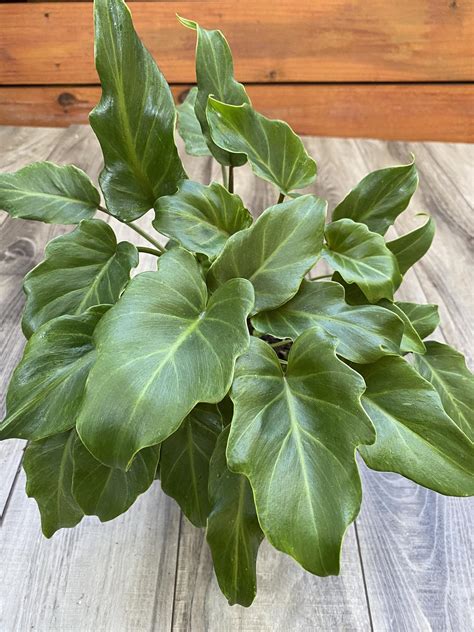 Philodendron Indoor Plant Types