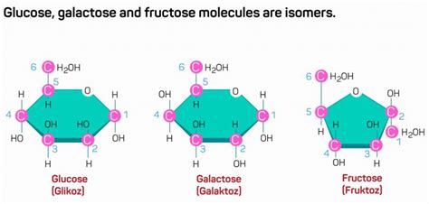 Monomers And Polymers Definition Chemical Properties And Differences