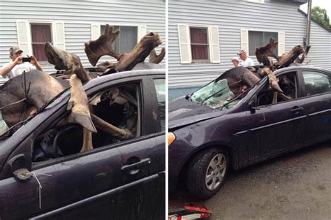 Shocking Pictures Show Carnage Caused After Moose Hits Head On Into Car