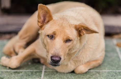 6 Reasons Your Dog Is Depressed Petmd