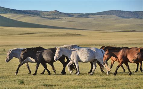 The Mongolian Takhi Honoring The Spirit Horse Us Represented